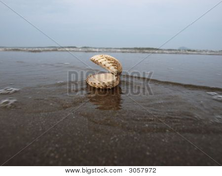 Coquille de la mer