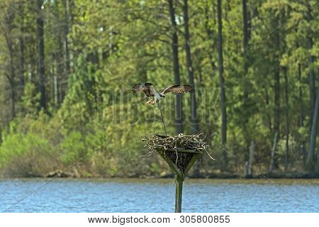 Osprey Bringing A Branch To Help Make A Nest In The Blackwater Wildlife Refuge In Maryland