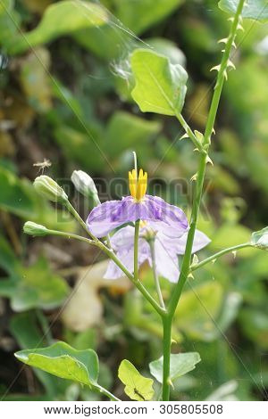 Close Up Solanum Trilobatum Flower In Nature Garden