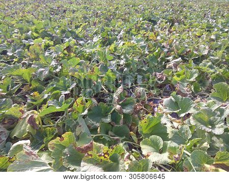 The View Of Melon Trees In The Yard