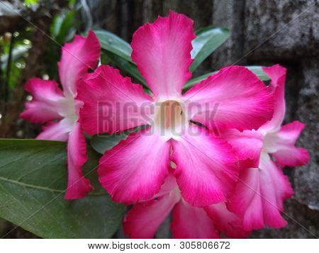The Beautiful Pink Flower In The Yard