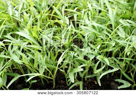 Fresh Green Ipomcea Aquatica Plant In Nature Garden