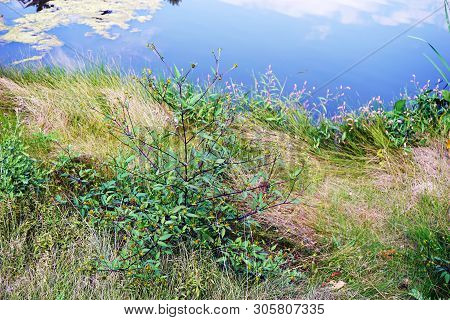 Devils Beggarticks (bidens Frondosa) Bloom Beside A Small Lake In Joliet, Illinois During September.