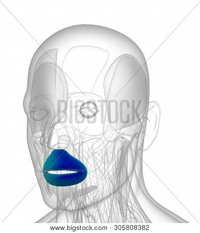 3d Rendering Medical Illustration Of Orbicularis Oris