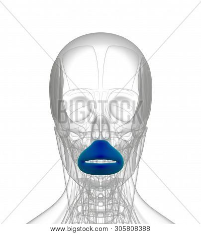 3d Rendering Medical Illustration Of Orbicularis Oris