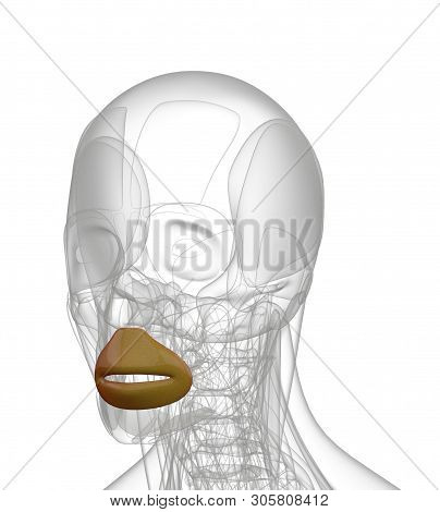 3d Rendering Medical Illustration Of Orbicularis Oris