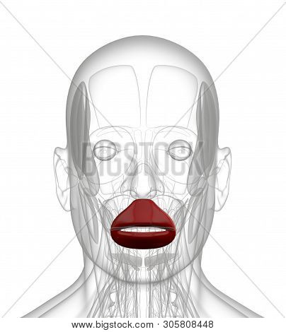 3d Rendering Medical Illustration Of Orbicularis Oris
