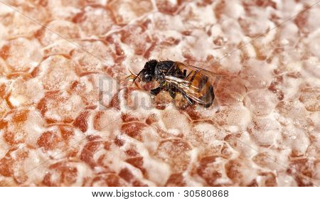 Enda bi på gula Honeycomb
