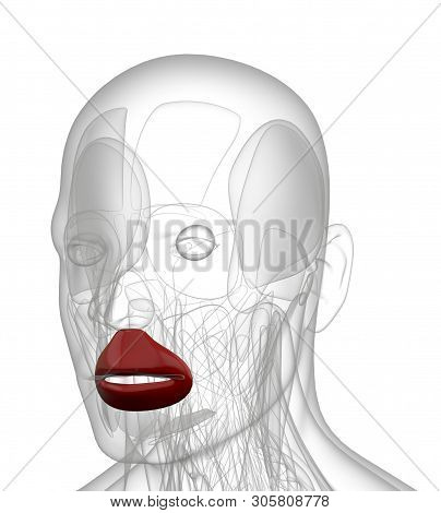 3d Rendering Medical Illustration Of Orbicularis Oris