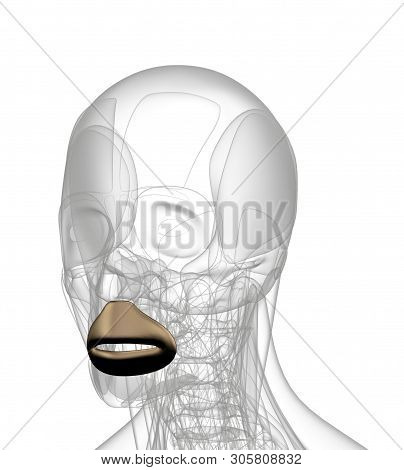 3d Rendering Medical Illustration Of Orbicularis Oris