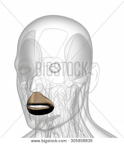 3d Rendering Medical Illustration Of Orbicularis Oris