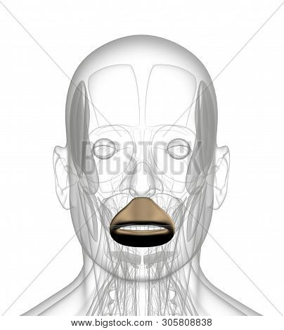 3d Rendering Medical Illustration Of Orbicularis Oris