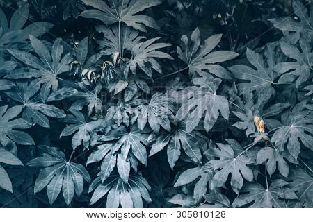 Mystical Nature, Dark Shades, Black Leaves In The Garden.
