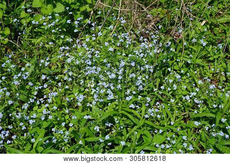 True Forget-me-nots (myosotis Scorpioides) Bloom In Harbor Springs, Michigan, During May.