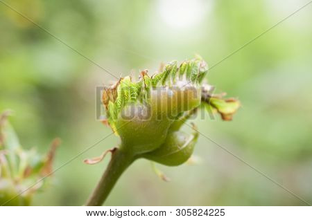 Chestnut Gall Wasp, Caused By Dryocosmus Kuriphilus An Insect Originating From Asia