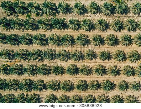 Aerial View On Plantation Of Palm Trees Background. Rows Of Planted Palms Somewhere In The Middle Ea