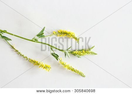 Melilotus Officinalis, Known As Yellow Sweet Clover, Yellow Melilot, Ribbed Melilot And Common Melil