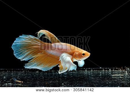 Siamese Fighting Fish, Betta Splendens, Colorful Fish On A Black Background, Halfmoon Betta.