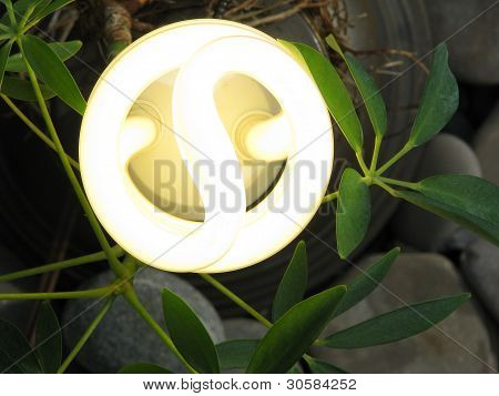 Vista superior de uma iluminação lâmpada fluorescente compacta luz com planta em luz natural.