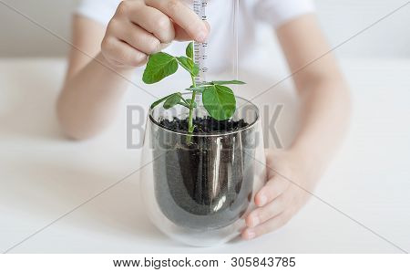 Hand Measuring Height Of Seed Pods Germination. The Little Child Cultivates The Land Around The Gree