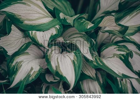 Big Green Leaves In The Summer Garden, Natural Background
