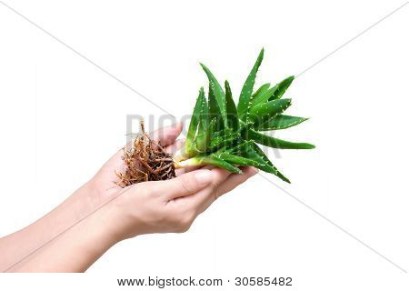 A lány kezében egész aloe vera