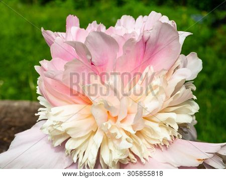 Soft Pink Peonie Outdoor, Weding 8th March Postcard