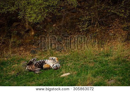 On A Hot Summer Evening And In A Heat Wave A Royal Bengal Male Tiger With Different Yoga Postures An