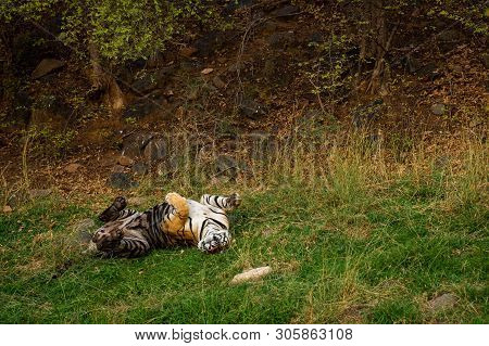 On A Hot Summer Evening And In A Heat Wave A Royal Bengal Male Tiger With Different Yoga Postures An