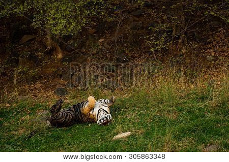 On A Hot Summer Evening And In A Heat Wave A Royal Bengal Male Tiger With Different Yoga Postures An
