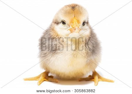 Chicken Egg On White Background