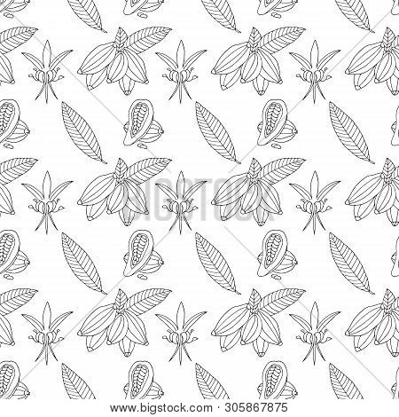 Hand Drawn Cacao Pattern. Botanic Sketch Vector Background