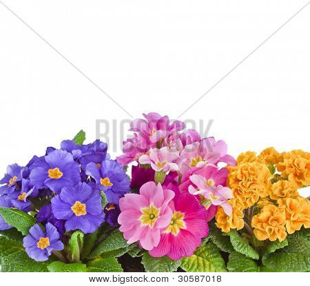 blomstrende Primula primula polyanthus isoleret på hvid