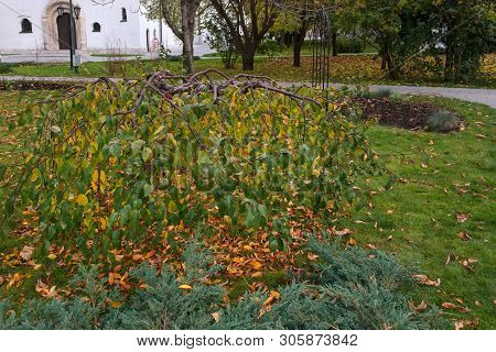 Autumn Park In Marfo-mariinsky Cloister Of Mercy. Moscow. Russia