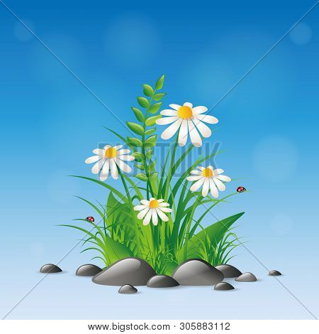 Daisy Flowers And Green Grass Spring Nature Vector Illustration Eps10