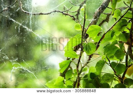 photo of the window to the nature