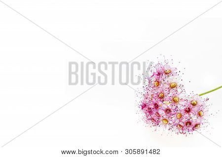 Delicatie Flowers Of The Spiraea Japonica Or  Japanese Spiraea On A White Background