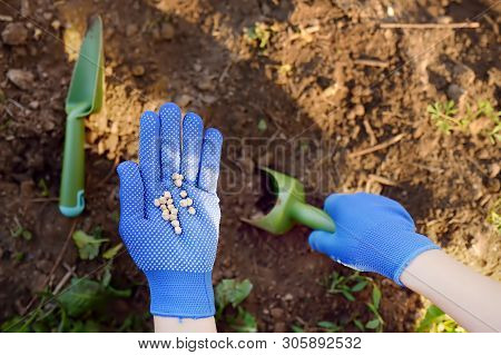 Woman Plants Pea Seeds In Bed In The Garden At Summer Sunny Day. Gardener Hands, Garden Tools, Glove