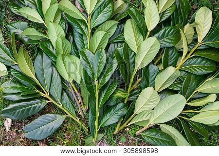 Much Spring Leaves With Branch On The Nature. Green Leaf On The Green Grass. Natural Background.