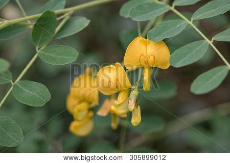 Yellow Acacia Blossom With Red Heart Shapes On The Petals Of The Flowers Close-up