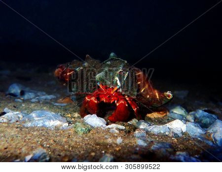 Red Hermit Crab With Anemone - (dardanus Arrosor)