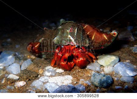 Red Hermit Crab With Anemone - (dardanus Arrosor)