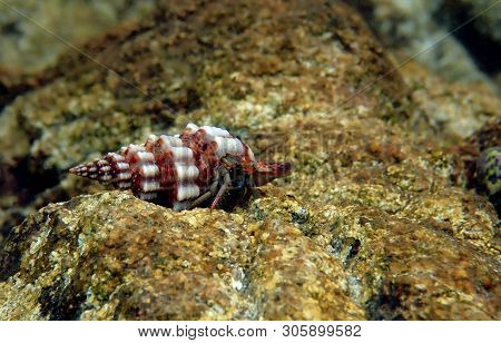 Small Mediterranean Hermit Crab - Clibanarius Erythropus