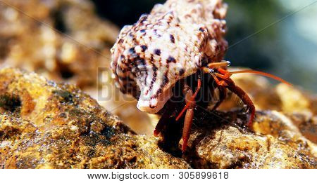 Small Mediterranean Hermit Crab - Clibanarius Erythropus