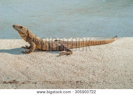 Young Iguana On The Floor Taken In The Yucatan Tourist Village