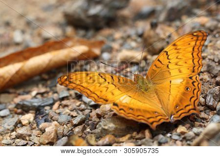 A Common Cruiser Butterfly Resting On Rocks