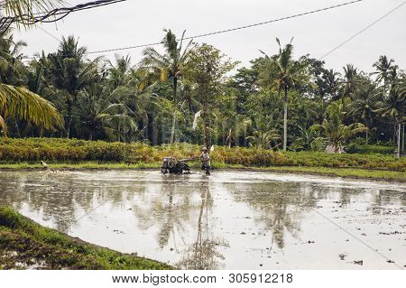 Tukad, Indonesia - January 28, 2019: Unidentified Man Plowing Wet Rice Paddy With Tilling Machine On
