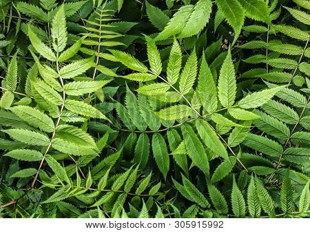 Garden Bush With Carved Leaves. Closeup Nature View Of Dark Green Leaves, Natural Dark Green Plants 