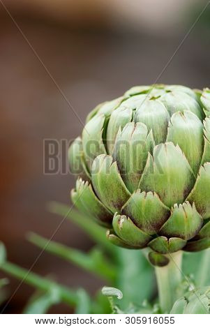 A Green Artichoke Head Grows In A Summer Veggetable Garden.