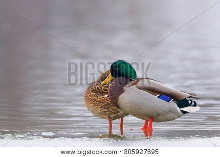 Wild Duck Pair On Ice In Winter Time (anas Platyrhynchos)